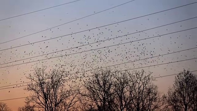 慢镜头:令人惊叹的一大群黑鸟在夕阳的映衬下飞翔视频素材