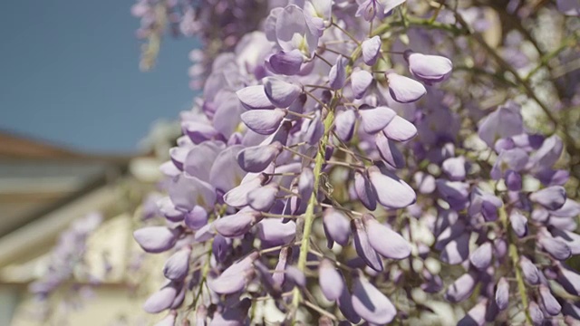 慢动作近景DOF:美丽盛开的紫藤花在前门廊视频素材