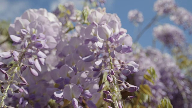 慢动作近景DOF:美丽盛开的紫藤花在房子藤架上视频素材