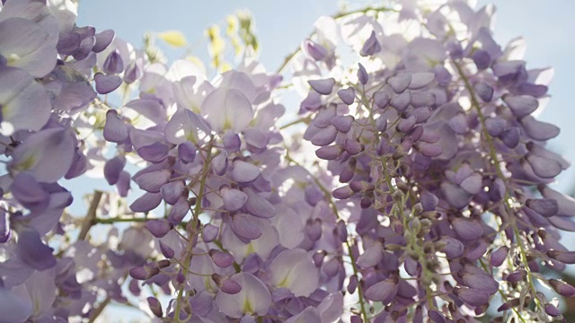 慢动作特写DOF:夏天的阳光照耀通过紫色紫藤花视频素材