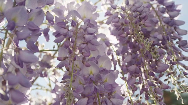 慢动作特写DOF:夏天的阳光透过美丽的紫藤花视频素材