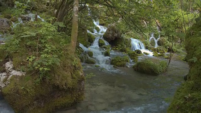 美丽的白水河流流过茂密的绿色森林在春天视频素材