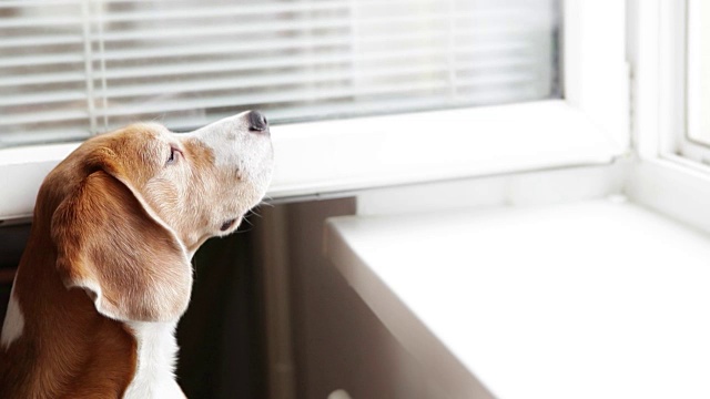 有趣的小猎犬从开着的窗户里闻到了什么视频素材