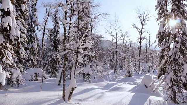 全景，阳光明媚的冬季森林视频素材