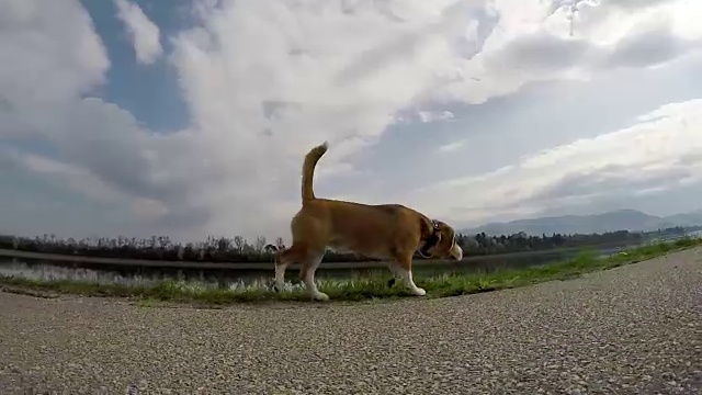 小猎犬走路的慢动作广角镜头视频素材