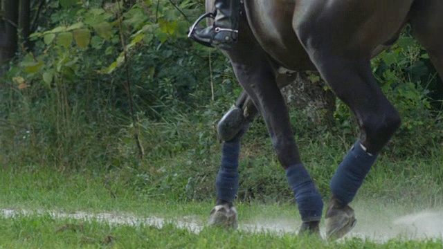 慢镜头:一匹肌肉发达的黑褐色骏马慢跑，身后尘土飞扬视频素材