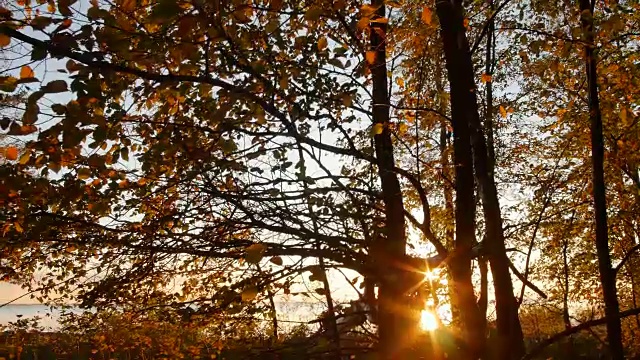 夕阳在落叶和树枝都是黄色的秋天森林里视频素材