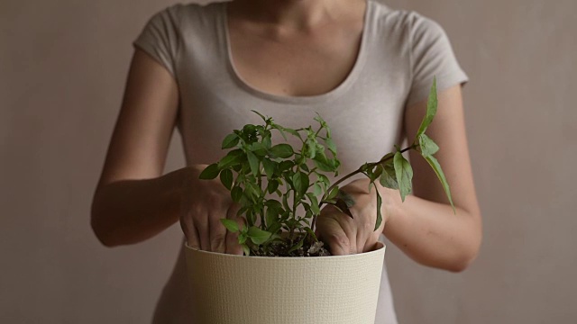 女人正在把芽插进花盆里视频下载