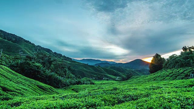 卡梅隆高地日出时间在绿茶农场山视频素材