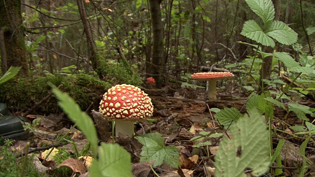 秋天森林里飞木耳蘑菇视频素材