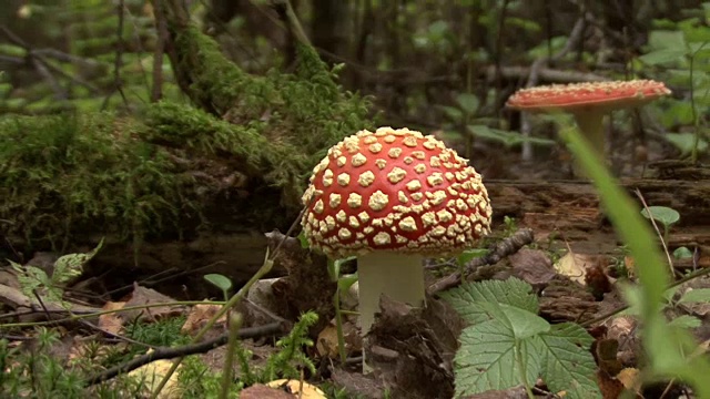 秋天森林里飞木耳蘑菇视频素材