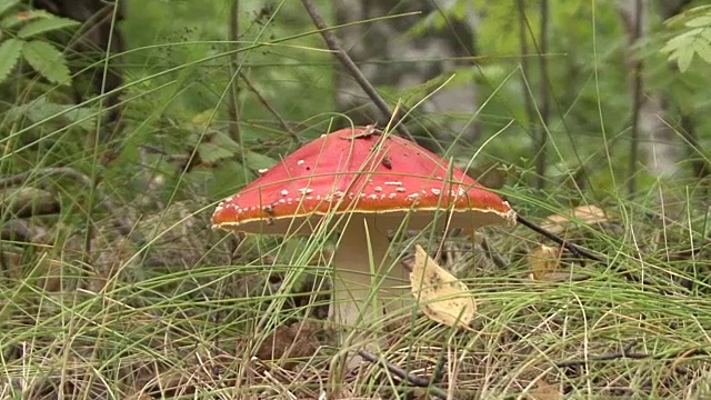 秋天森林里飞木耳蘑菇视频素材