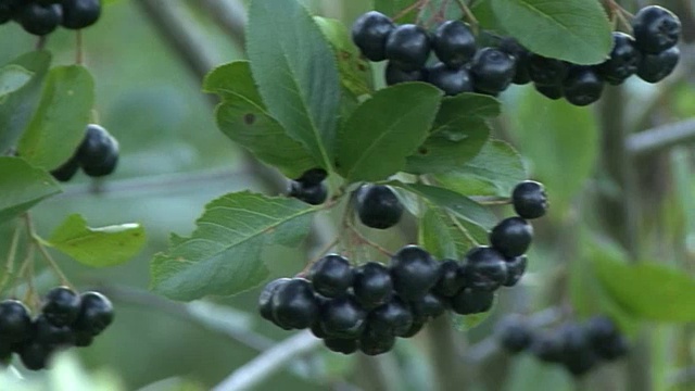 青绿的枝头上挂着野蔷薇，野幸子视频素材