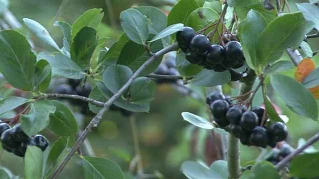 青绿的枝头上挂着野蔷薇，野幸子视频素材