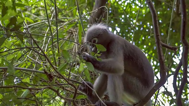 暗叶猴，吃绿叶的叶猴，Railay，甲米，泰国视频素材