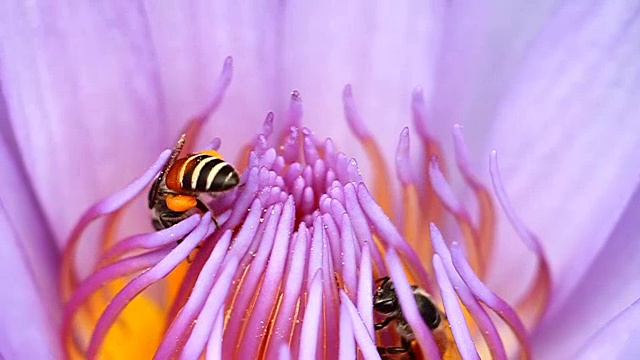 蜜蜂从莲花花粉中采集花蜜视频素材