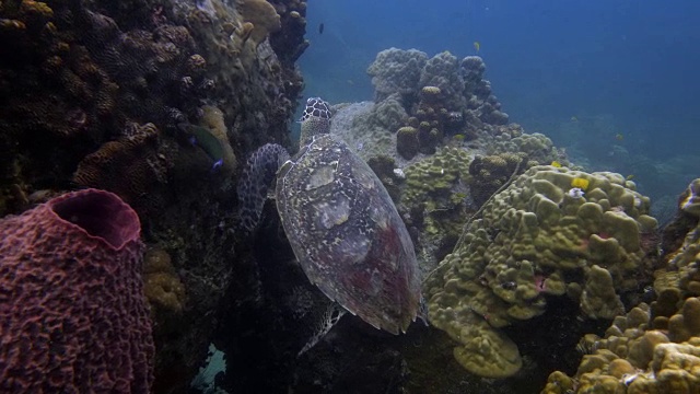 海龟视频素材