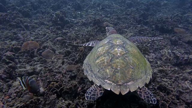 海龟视频素材