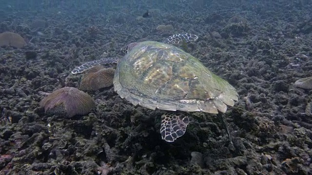 海龟视频素材