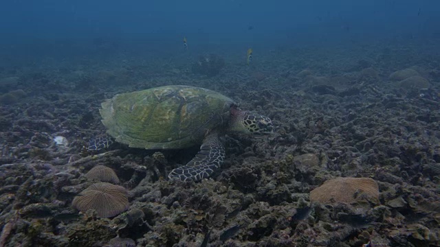 海龟视频素材