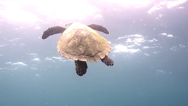 海龟视频素材