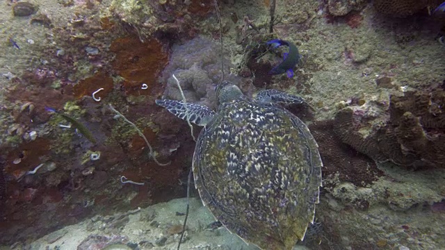 海龟视频素材