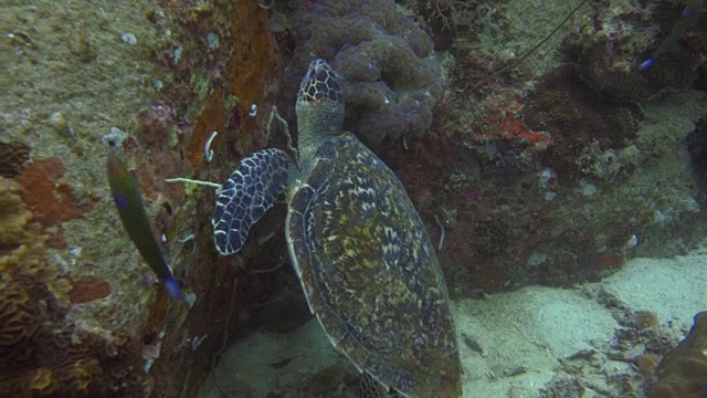 海龟视频素材