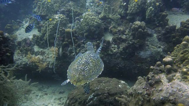 海龟视频素材