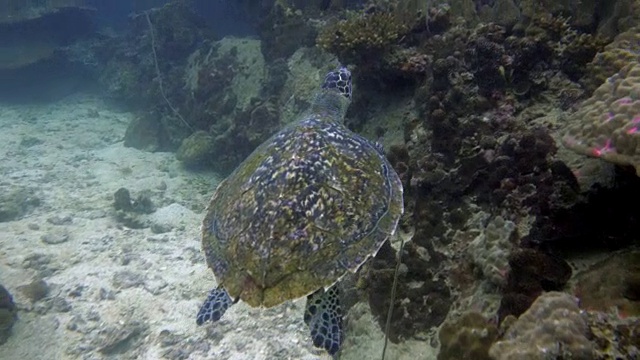 海龟视频素材