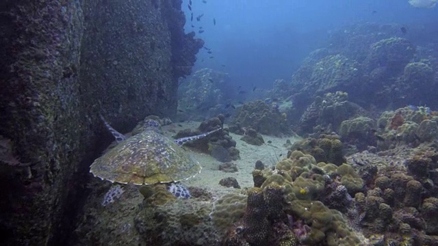 海龟视频素材