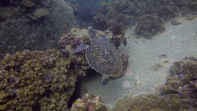 海龟视频素材