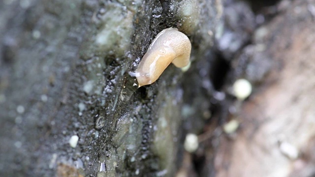 雨中树上的鼻涕虫视频下载