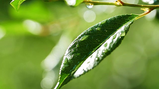 水滴落在树叶上的特写视频素材