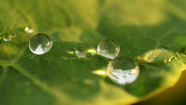 水滴落在树叶上的特写视频素材