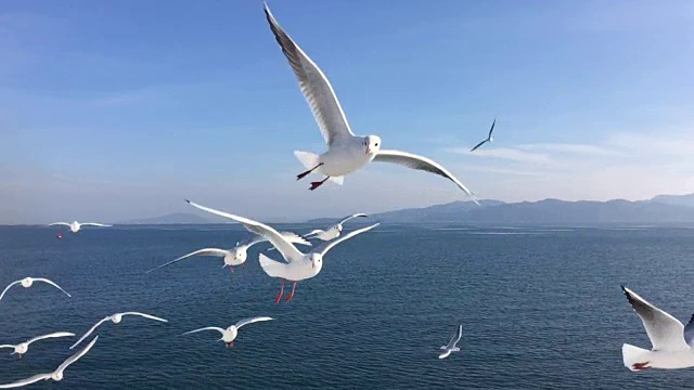 海鸥飞行的慢动作视频素材