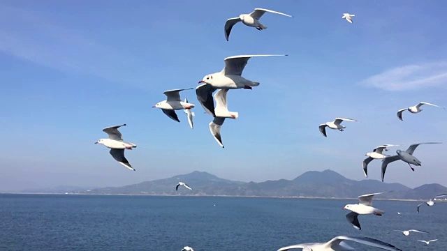 海鸥飞行的慢动作视频素材