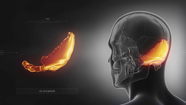 黑色x光颅骨动画-枕骨-枕骨视频素材
