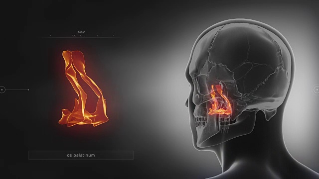 黑色x光颅骨动画-腭骨-腭骨视频素材