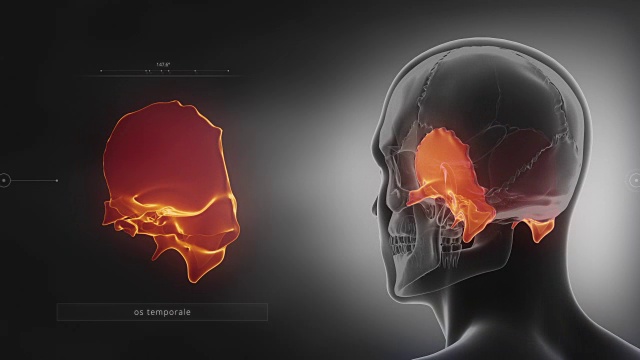 黑色x光颅骨动画-颞骨-颞骨视频素材
