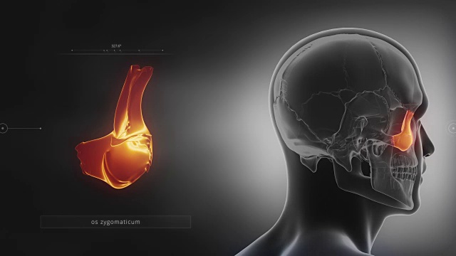 黑色x光颅骨动画-颧骨-颧骨视频素材