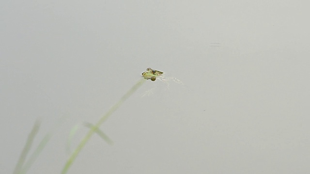 青蛙浮在水面上视频素材