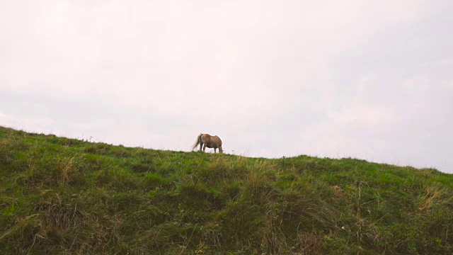 山顶上有匹野马视频素材