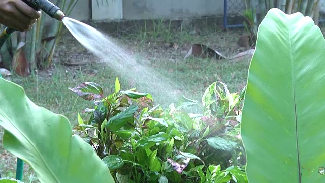 用手给花园里的树浇水视频下载