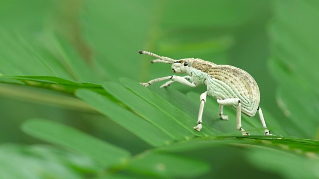 鼻子甲虫在小叶子上移动视频素材