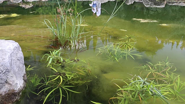 池塘的水面视频下载