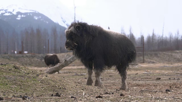 阿拉斯加标志性Imagry视频下载