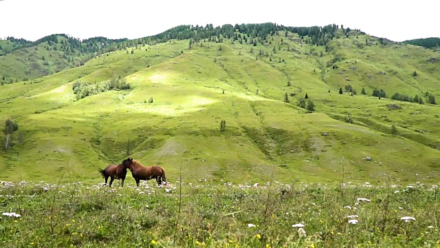 农村,绿色,马视频素材