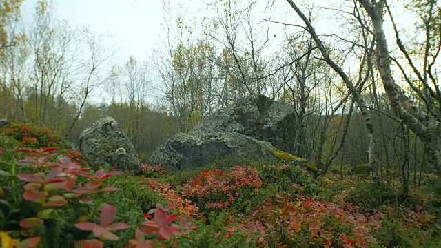 秋天苔原视频素材