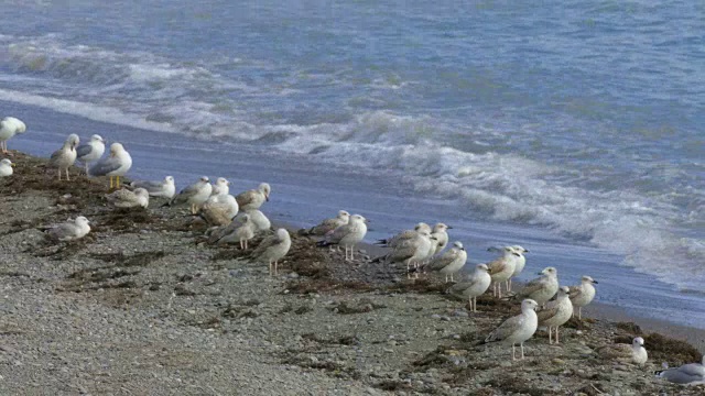 海岸上的海鸥视频素材