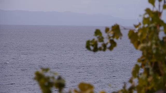 风帆在风中滑行。前景中的树枝和树叶，散焦视频素材